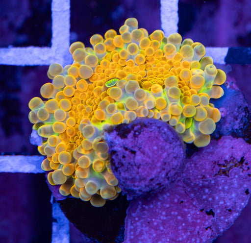 Ultra Orange Ricordea Pup - Ocean Reefs Marine Aquariums