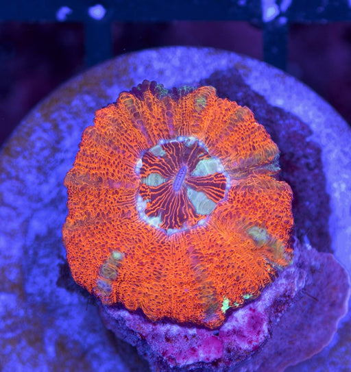 Ultra Red Button Scoly - Ocean Reefs Marine Aquariums