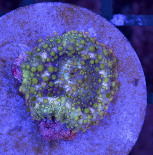 Zombie Morph Single Polyp - Ocean Reefs Marine Aquariums